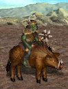 Boar